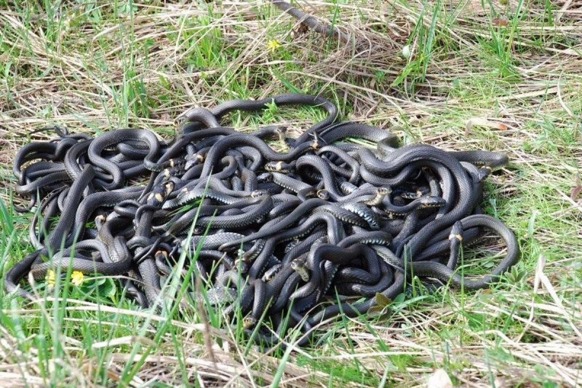 1696479609 animals pibig info p klubok zmei v lesu oboi 1