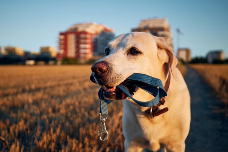 1707127955dog holding leash in mouth 2023 11 27 05 05 16 utc 800x533