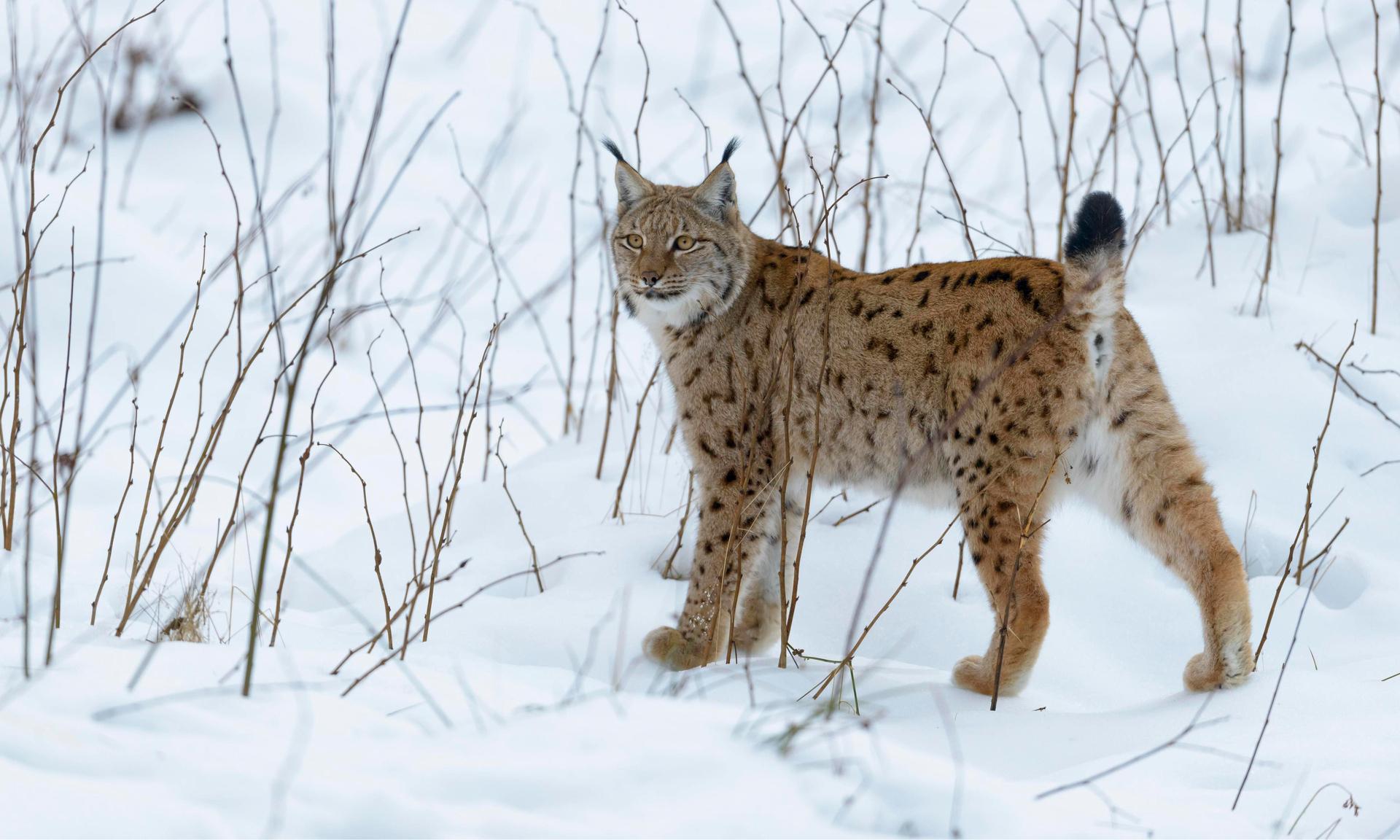 1920x1152 0xEmWvmGwT 8915871547448289269