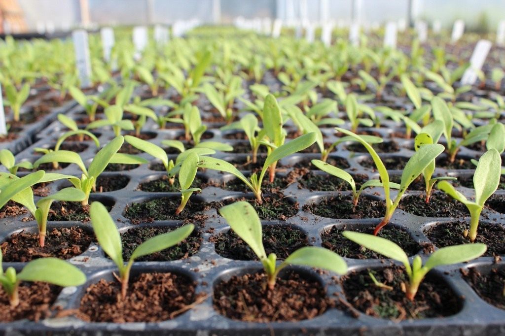 Beet seedling