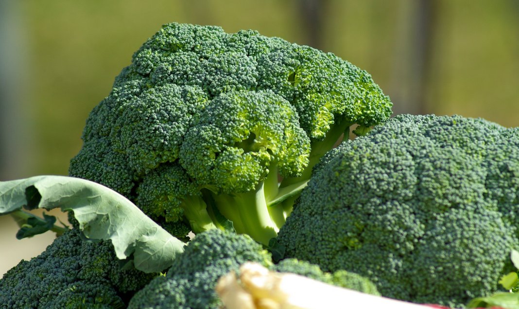 Broccoli 4