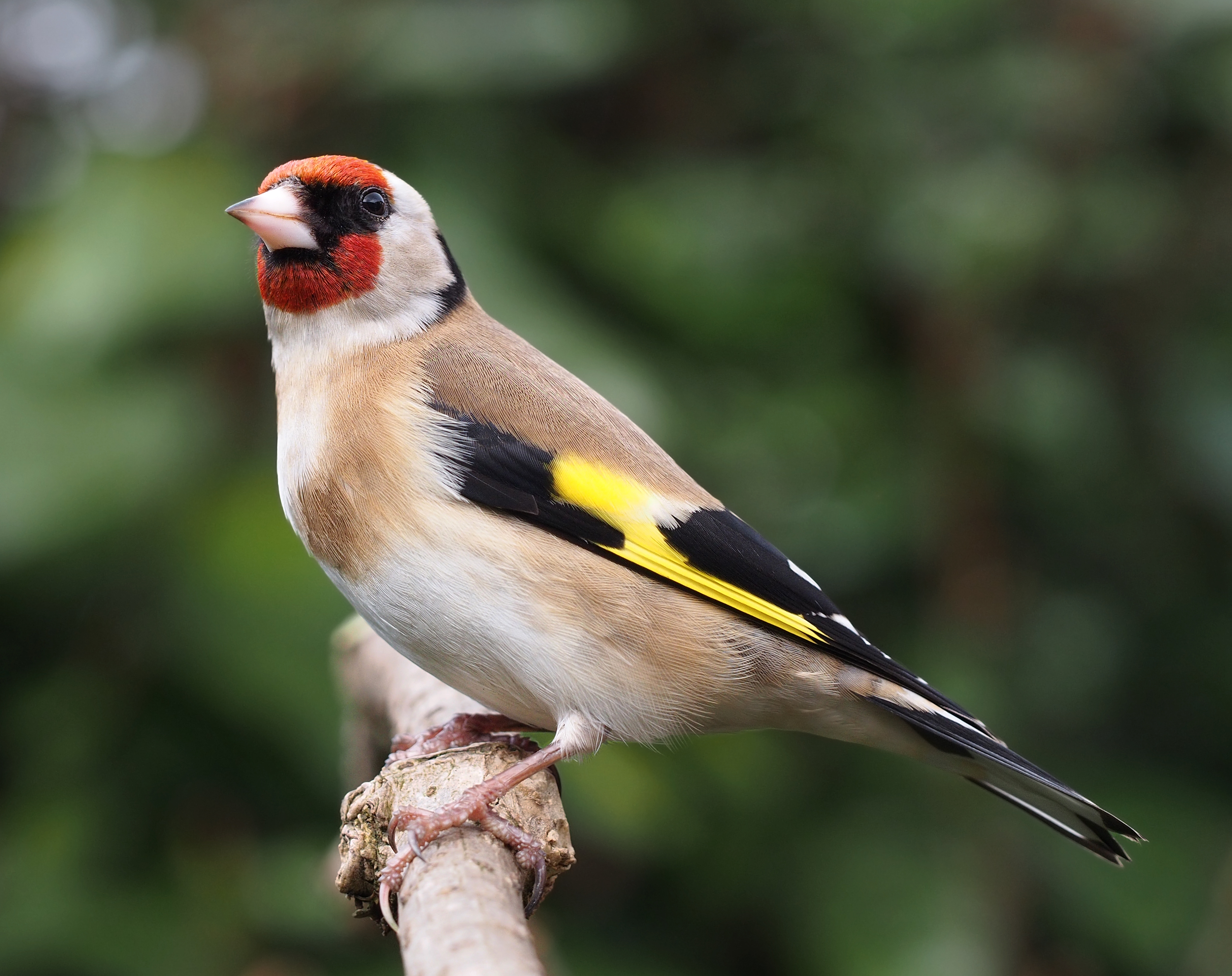 Carduelis carduelis close up