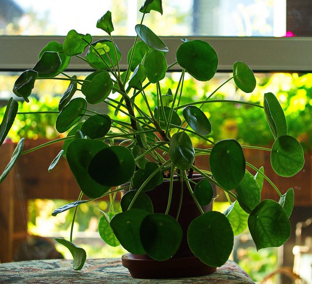 Pilea 3