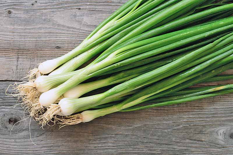 The Best Bunching Fresh and Storage Onion Cultivars