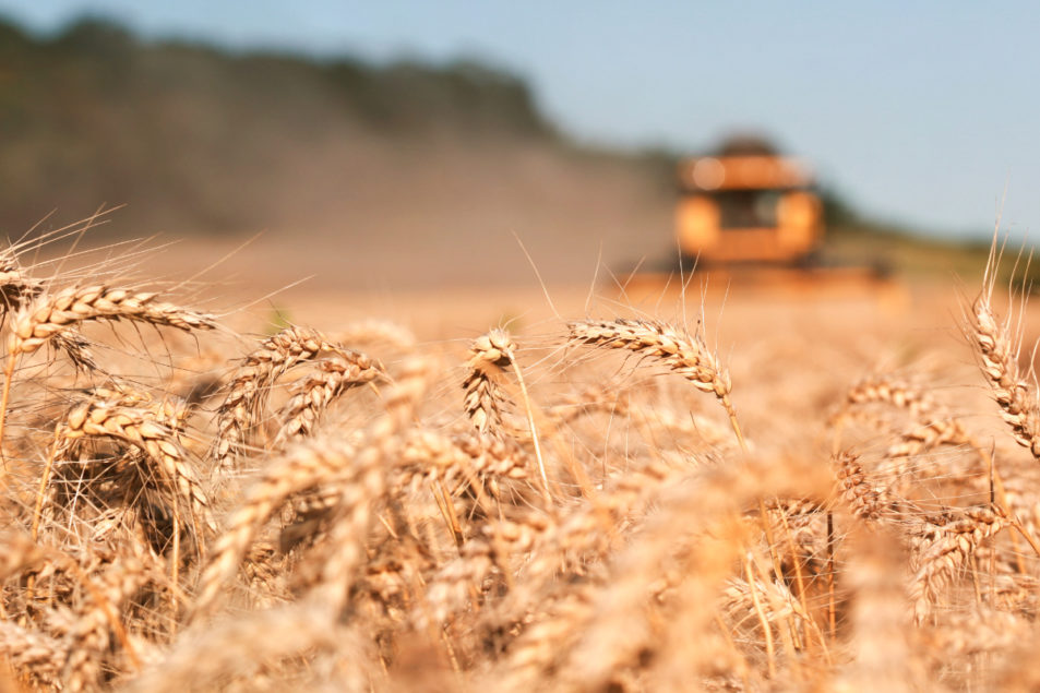Wheat harvest 2 Photo cred adobe stock E