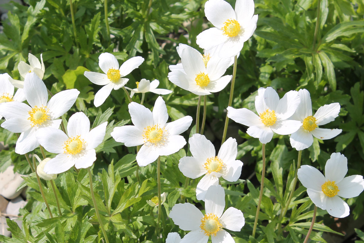 anemone sylvestris 1