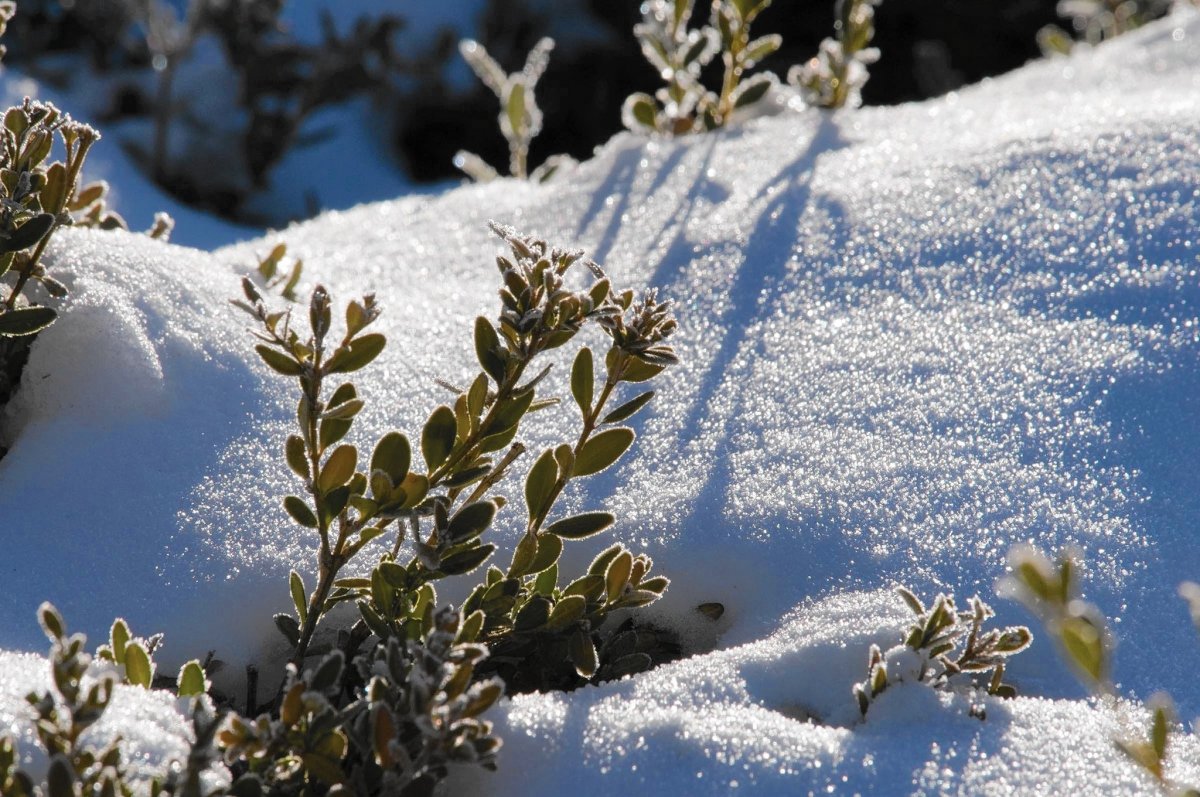 boxwoods winter