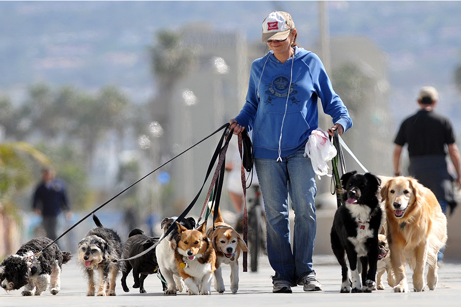 dog sitter main