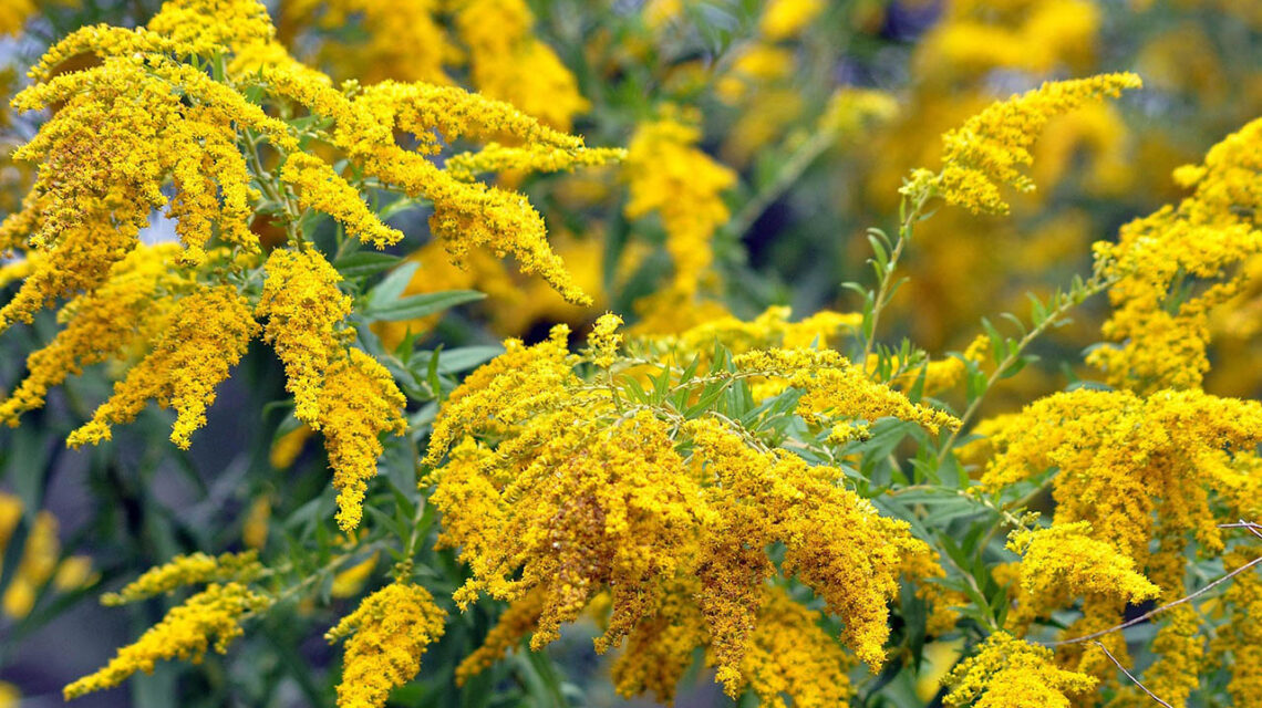 flowers 7459455 1920 01 1140x640
