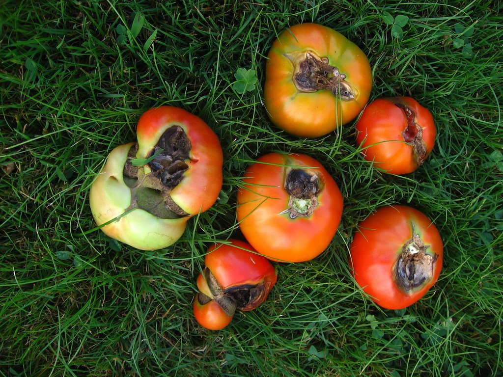 giyut tomaty 01