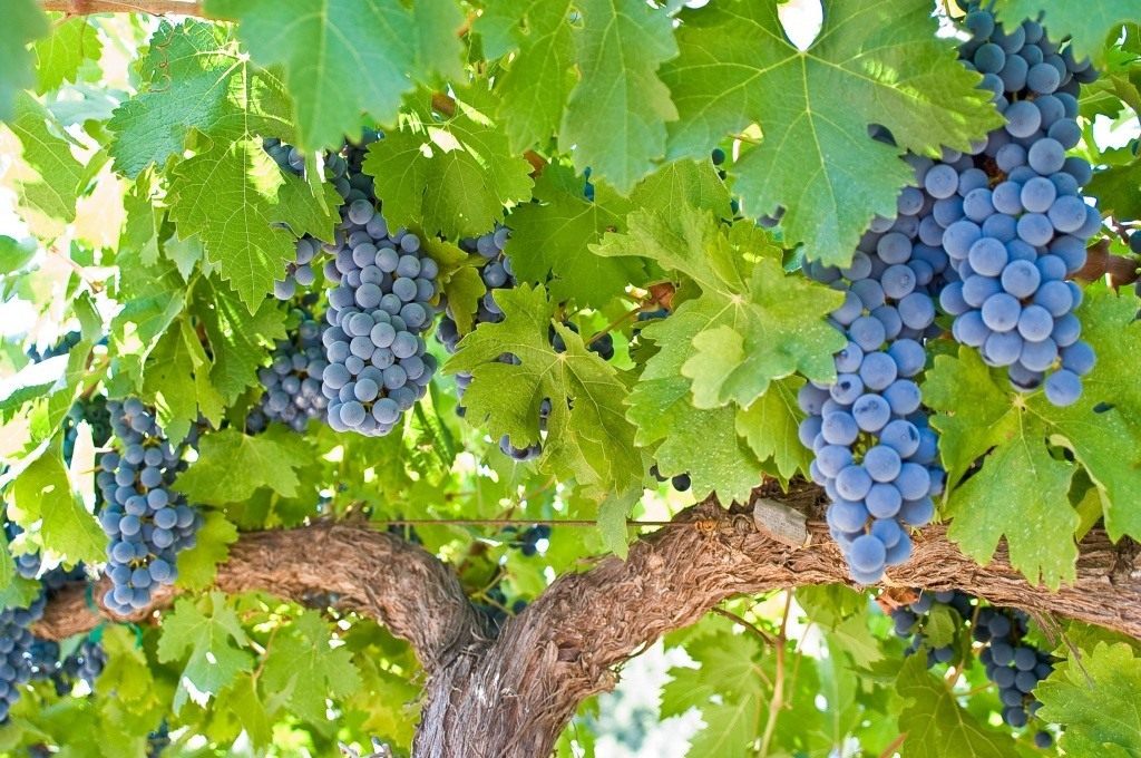 grape 02