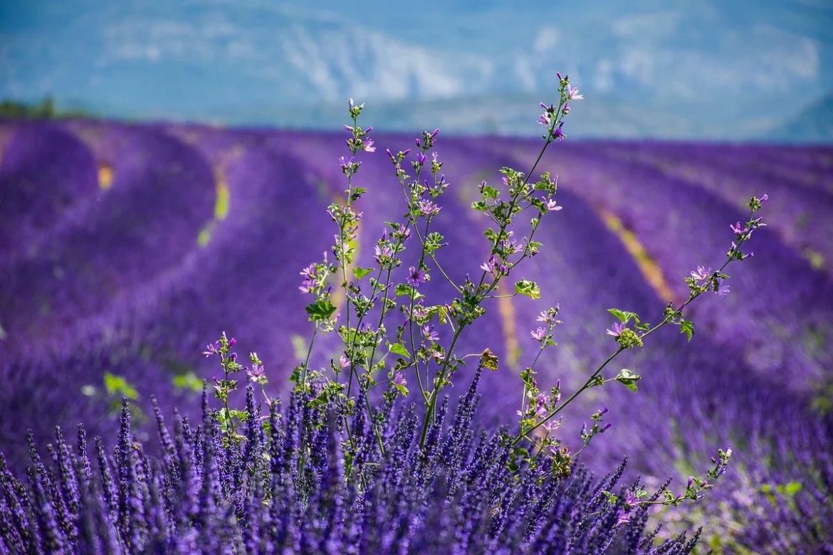 lavanda 04 1170x780