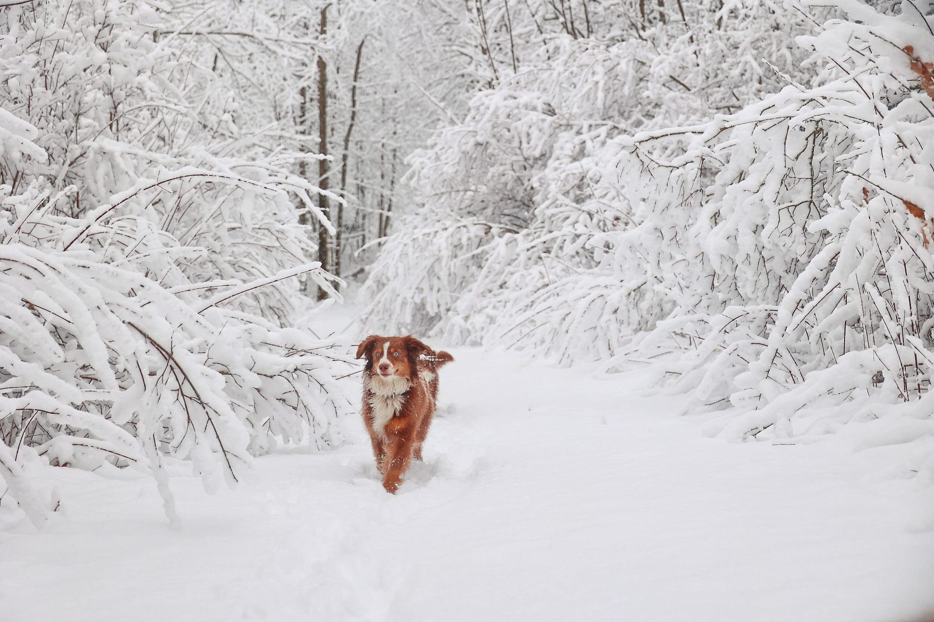 merznet li sobaka zimoj
