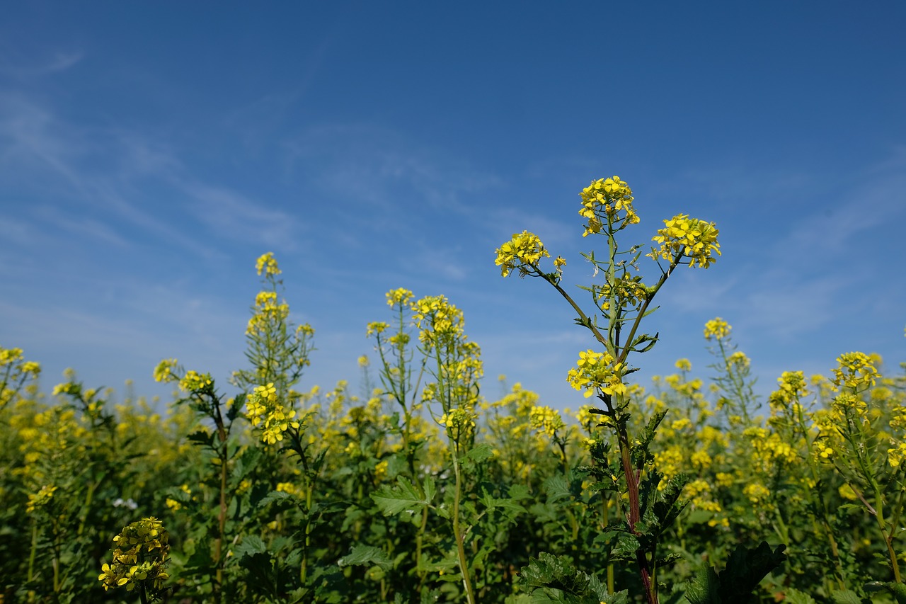 oilseed rape 3762749 1280