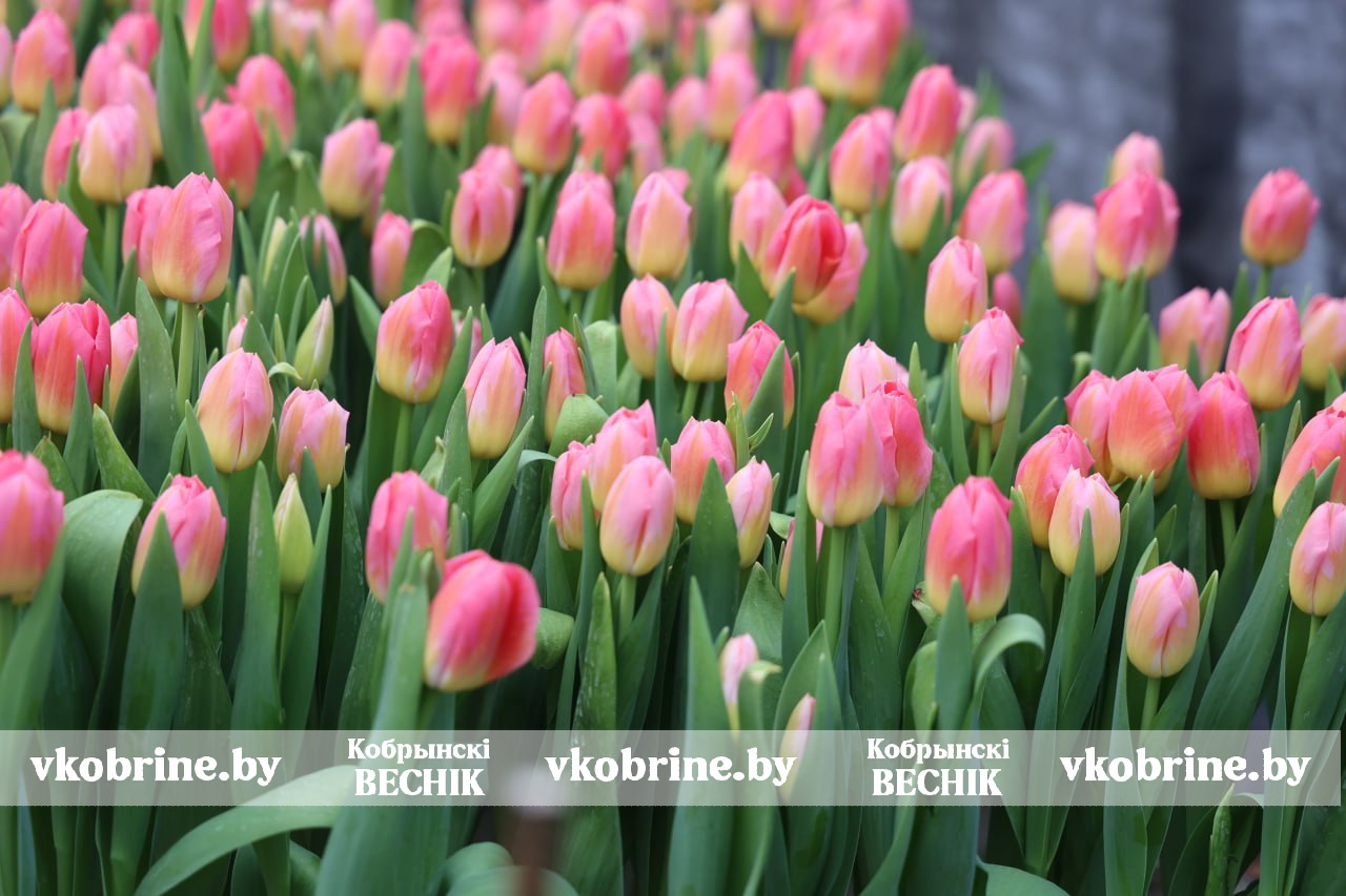 photo 2026 03 03 08 48 51 2 2