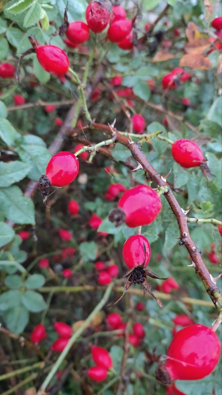 photo 2026 09 18 07 30 58 2