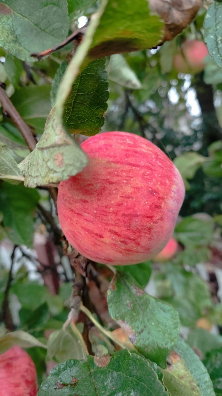 photo 2026 09 18 07 30 58 3