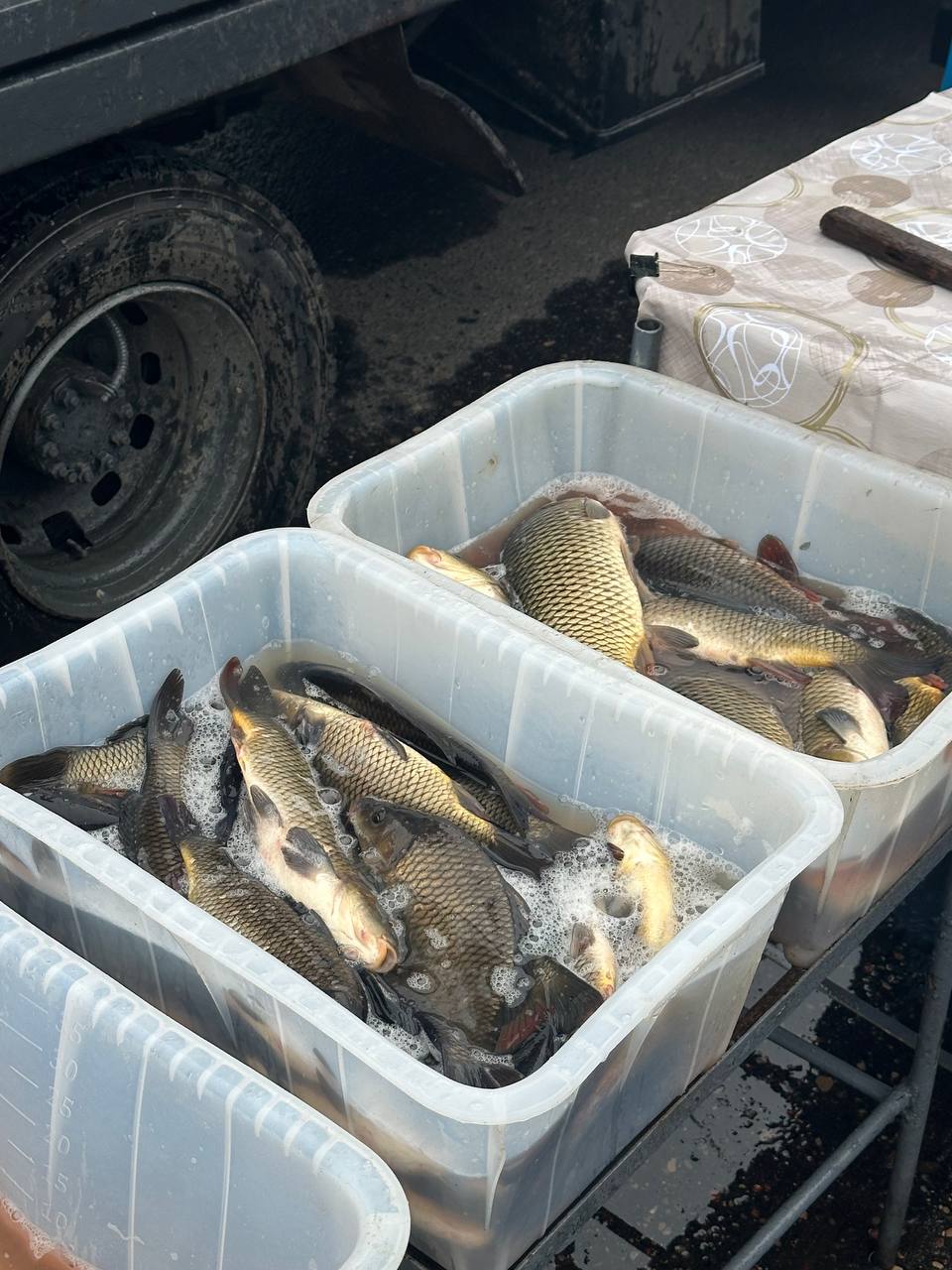 photo 2026 10 17 11 42 16