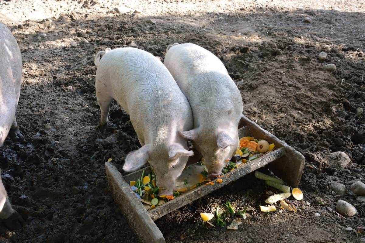 soderzhanie svinej letom letnij domik dlya porosyat 2