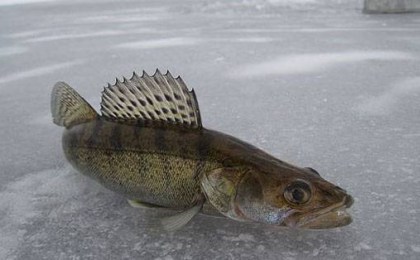 Судак – нерест начинается