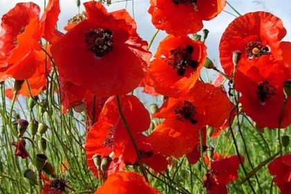 Проводится специальная программа «Мак»