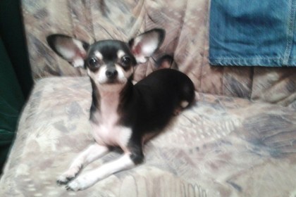 В Запрудском лесничестве пропала собака