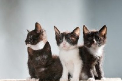 Стерилизованные котики - даром!