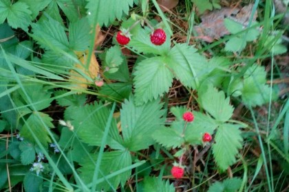 Народные приметы июня: как видели этот месяц наши бабушки и прабабушки?