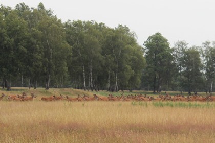 Где на Кобринщине олени живут?