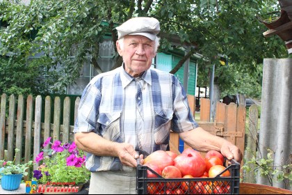 Чудо-урожай помидоров собирают на Кобринщине