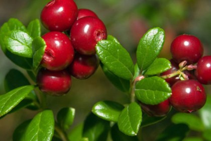 В Беларуси установлены сроки сбора клюквы и брусники