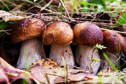 Грибы: не подвергайте себя опасности