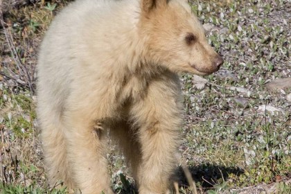 В Канаде нашли медвежонка-альбиноса