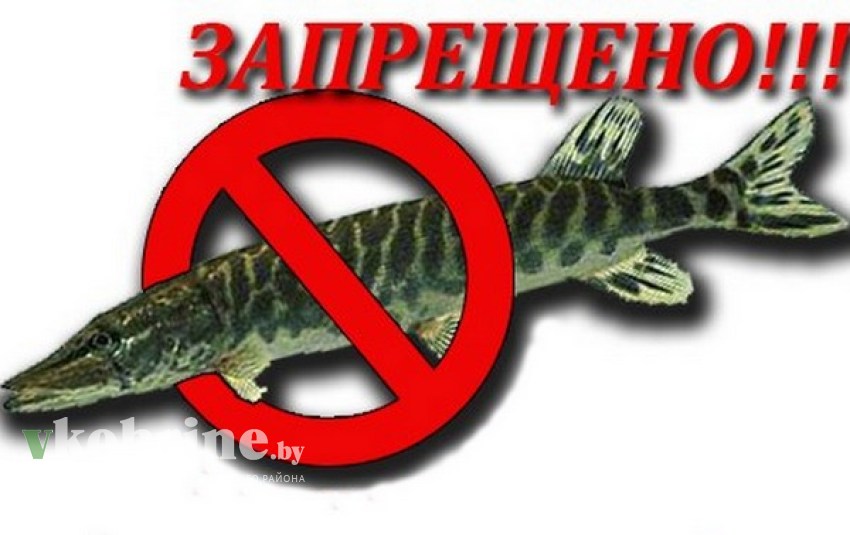 Запрет на ловлю щуки в беларуси 2024