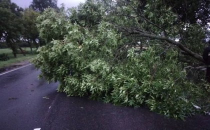 Сильный ветер нарушил электроснабжение в Кобринском районе