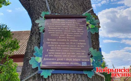 400-летний дуб-богатырь: 18 июля в Кобрине состоится открытие новой достопримечательности