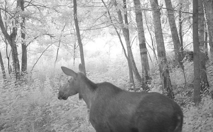 Фотоловушка для зверюшки от Кобринского лесхоза