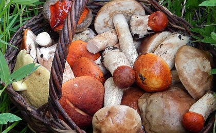 В Брестской области пять человек отравились грибами