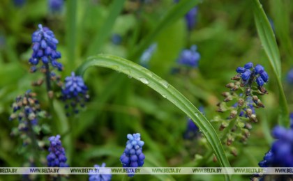 Дожди и порывистый ветер ожидаются в Беларуси 17 сентября