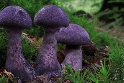 Редкий фиолетовый гриб заметили в Беловежской пуще