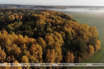В Брестской области снимают запрет на посещение лесов