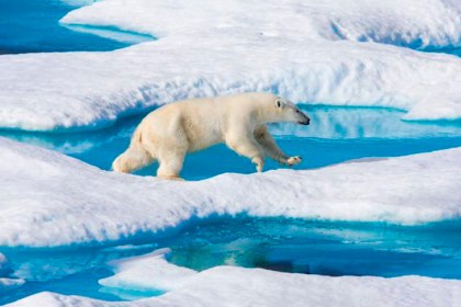 Ликвидация браконьерства и попадания пластиковых отходов в мировой океан. Лидеры 60 стран дали обещание природе
