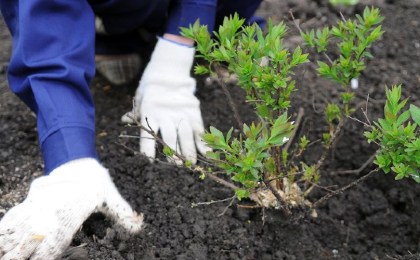 Кобринчан приглашают принять участие в планировании посадки деревьев и кустарников в районе