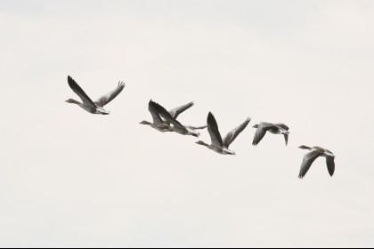 Осенние дни наблюдения за миграцией птиц пройдут в Беларуси 3-4 октября