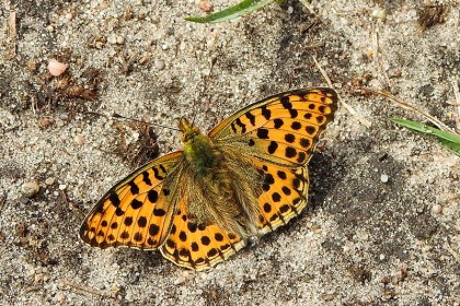 Кобринские леса окрасились осенними красками