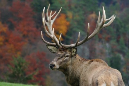 Количество благородных оленей в Беларуси за пять лет выросло вдвое
