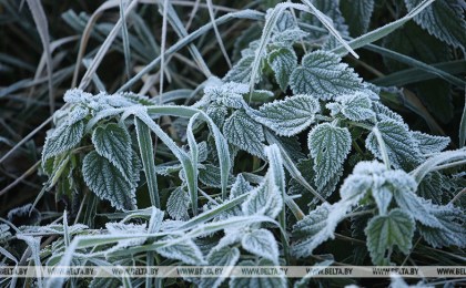 Ночные заморозки ожидаются в Беларуси на этой неделе