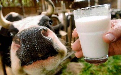 «Коров в Ходыничах будут доить роботы»: Владислав Балабушко делится новыми планами