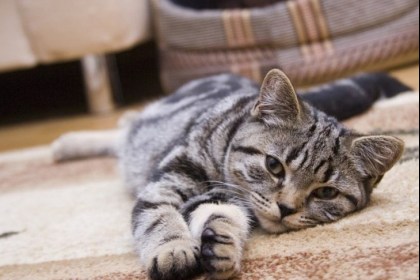 Ученые считают, что домашние коты могут заразиться коронавирусом