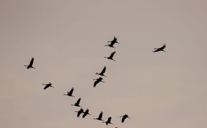 В Беларусь возвращаются первые перелетные птицы